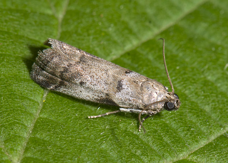 Pyralidae